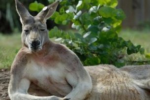 Изнывающий от жары кенгуру нашёл приют в бассейне частного дома