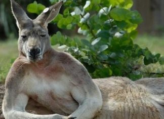 Полуголые модели спаслись бегством от очень агрессивного кенгуру