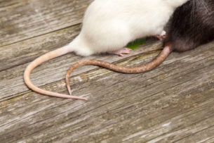 Австралия потратила 12,5 млн долларов, чтобы уничтожить крыс на острове. Но они вернулись