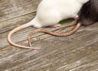 В Шымкенте полчища крыс устроили массовый заплыв на реке Кошкарате. Они наводят ужас на посетителей