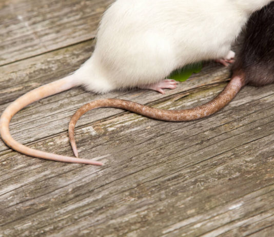 В Испании у людей впервые обнаружили крысиное заболевание