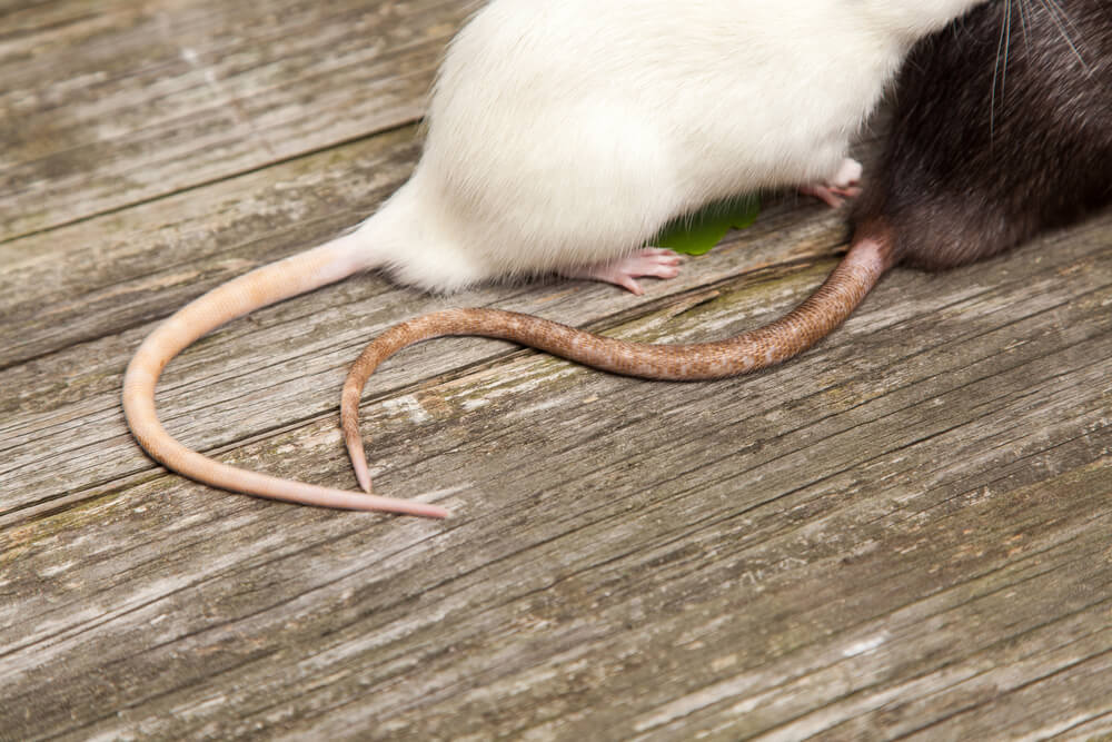 В Испании у людей впервые обнаружили крысиное заболевание