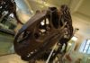 Окаменелости детеныша тираннозавра выставлены на eBay за $3 млн. Ученые возмутились