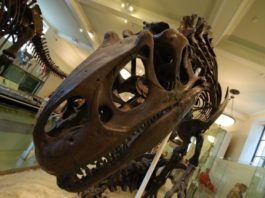 Окаменелости детеныша тираннозавра выставлены на eBay за $3 млн. Ученые возмутились