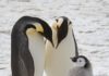 В Антарктиде погибли тысячи детенышей императорских пингвинов. Как это произошло?
