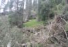 Информация о вырубке деревьев в Григорьевском ущелье не подтвердилась