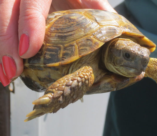 Тайна черепах: клетки, уничтожающие рак