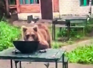 Осмелевшие медведи угрожают посетителям турбаз в Восточном Казахстане. Они пугают туристов и съедают их припасы