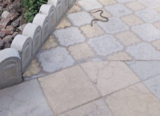 В зоне отдыха Чуйской области обнаружили змею