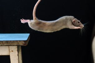 Два новых вида прыгающих крыс обнаружили на острове на Филиппинах