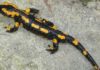 В Канаде нашли растение, поедающее саламандр