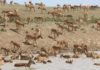Жители сел Западного Казахстана жалуются на нашествие сайгаков