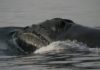 Ученые впервые записали уникальное пение японского кита