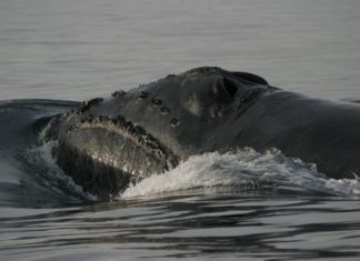 Ученые впервые записали уникальное пение японского кита