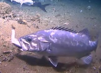 Глубоководная рыба полипрон проглотила акулу и попала на видео