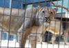 В Алматинском зоопарке умерли две львицы — Ассоль и Гера. Что стало причиной гибели?