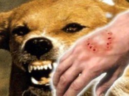 В Самарканде массово прививают домашних животных после смерти 9-летнего мальчика с признаками бешенства