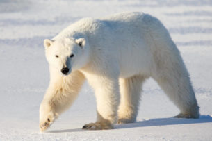 Из-за потепления в Арктике участились случаи каннибализма среди белых медведей