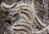 Европа подверглась нашествию ядовитых гусениц походных шелкопрядов