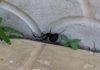 Ядовитые пауки держат в страхе жителей Западного Казахстана