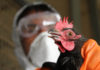 В Пекине женщина заразилась птичьим гриппом H5N6