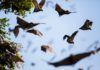 В Казахстане обнаружены летучие мыши, способные переносить коронавирус — СМИ