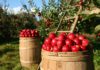 В какой части яблока больше всего витаминов, рассказали исследователи