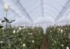 Таджикистанец в Эквадоре выращивает розы для 30 стран мира