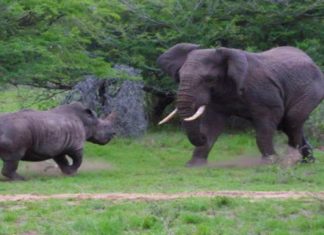 Схватка слона и носорога в ЮАР попала на видео