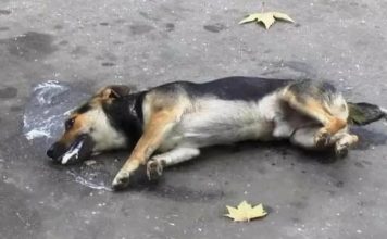 Депутат хладнокровно переехал собаку в Казахстане — СМИ