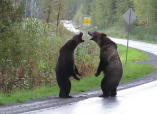 Медведи устроили драку на дороге, за этим наблюдал волк (видео)