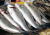 На озерах Иссык-Куль и Сон-Куль введен мораторий на промысловую добычу рыбы