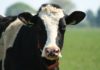 Генетически отредактированный бык стал отцом безрогих телят в США