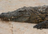 Крокодил охраняет кладку яиц от варанов: видео