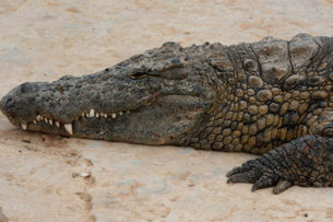 Опустевший мексиканский пляж наводнили крокодилы: видео