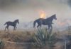 Лошадь вернулась в горящую конюшню, чтобы спасти семью