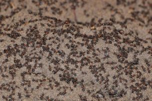 Впервые обнаружена муравьиная колония, целиком притворившаяся мертвой