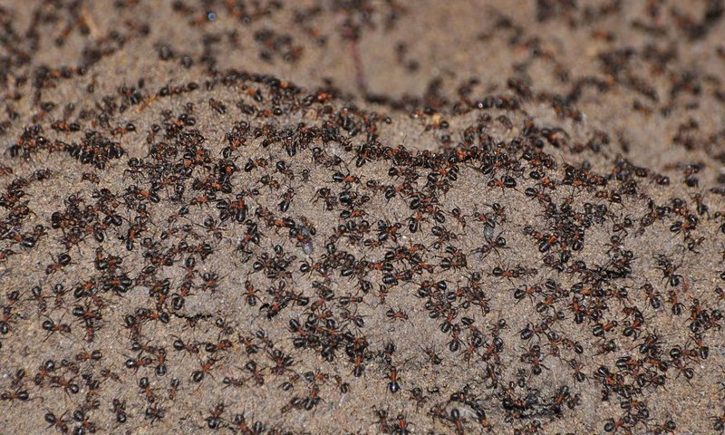Странный и неспокойный мир муравьиной геополитики