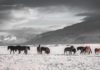 Рекордную контрабанду лошадей из Кыргызстана организовал пограничник Казахстана