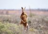 В Австралии объявили в розыск кенгуру — «беспредельщика». Нападал на людей и бесчинствовал