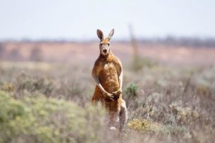В Австралии объявили в розыск кенгуру — «беспредельщика». Нападал на людей и бесчинствовал