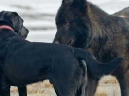 Огромный волк подошел к собаке вплотную: хозяину оставалось только с ужасом смотреть