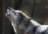 Видео с волками напугали астанчан