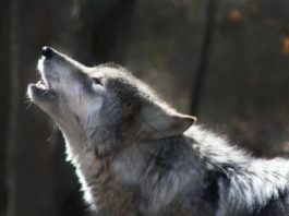 Биолог рассказал о феномене волчьего воя