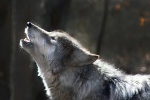 «Сам погиб, но мальчика от волка спас!» Домашняя собачка спасла 10-летнего хозяина от хищника