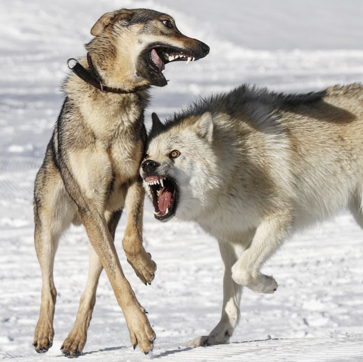 Волк и собака сравнение фото
