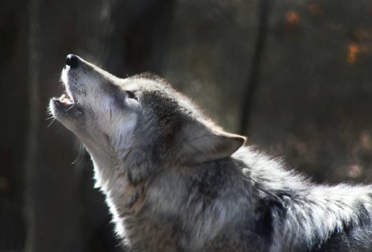 6 786 видео по запросу Волк доступны в рамках роялти-фри лицензии
