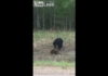 Очевидец снял на видео драку медведя с бобром