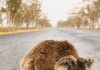 Животные в Австралии обрадовались долгожданному дождю (фото, видео)