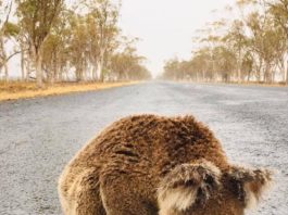 Солнечная энергия для всех: Австралия запускает тариф с бесплатным электричеством